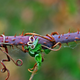 Image for article titled Shooting Challenge: Focus Stacking Gallery